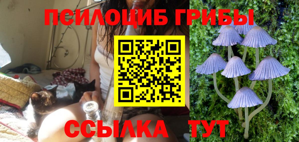 Кашира  Псилоцибиновые грибы ЛСД  Вход с VPN  Псилоцибиновые грибы Psilocybe 